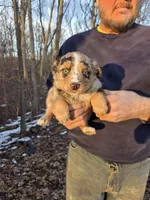 Red Merle F1, a female Australian Shepherd for sale in Toledo, IL – Photo 1 of 4