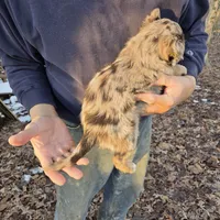 Red Merle F1, a female Australian Shepherd for sale in Toledo, IL – Photo 4 of 4