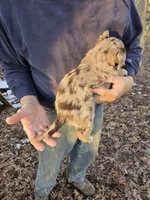 Red Merle F1, a female Australian Shepherd for sale in Toledo, IL – Photo 4 of 4