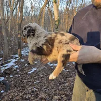 Red Merle F1, a female Australian Shepherd for sale in Toledo, IL – Photo 3 of 4