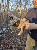 Red Merle F1, a female Australian Shepherd for sale in Toledo, IL – Photo 3 of 4
