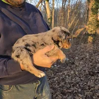 Red Merle F1, a female Australian Shepherd for sale in Toledo, IL – Photo 2 of 4