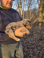Red Merle F1, a female Australian Shepherd for sale in Toledo, IL – Photo 2 of 4