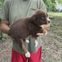 Red Tri M3, a male Australian Shepherd and Miniature Australian Shepherd for sale in Toledo, IL – 3 of 3