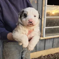 Blue Merle F2, a female Australian Shepherd for sale in Toledo, IL – Photo 1 of 3