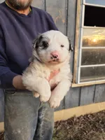 Blue Merle F2, a female Australian Shepherd for sale in Toledo, IL – Photo 1 of 3
