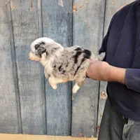 Blue Merle F2, a female Australian Shepherd for sale in Toledo, IL – Photo 3 of 3