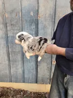 Blue Merle F2, a female Australian Shepherd for sale in Toledo, IL – Photo 3 of 3