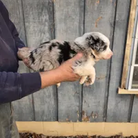Blue Merle F2, a female Australian Shepherd for sale in Toledo, IL – Photo 2 of 3