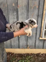 Blue Merle F2, a female Australian Shepherd for sale in Toledo, IL – Photo 2 of 3