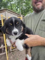 Black Tri F2, a female Australian Shepherd and Miniature American Shepherd for sale in Toledo, IL – 1 of 3