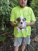 Blue Merle F1, a female Australian Shepherd for sale in Toledo, IL – Photo 4 of 4