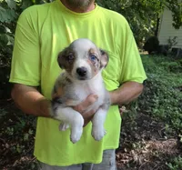 Blue Merle F1, a female Australian Shepherd for sale in Toledo, IL – Photo 1 of 4