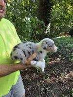 Blue Merle F1, a female Australian Shepherd for sale in Toledo, IL – Photo 2 of 4