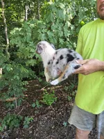 Blue Merle F1, a female Australian Shepherd for sale in Toledo, IL – Photo 3 of 4