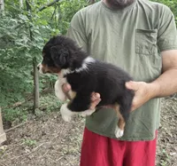 Black Tri F3, a female Australian Shepherd and Miniature American Shepherd for sale in Toledo, IL – 3 of 3