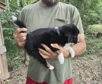Black Tri F2, a female Australian Shepherd and Miniature American Shepherd for sale in Toledo, IL – 2 of 3