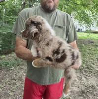 Red Merle M2, a male Australian Shepherd and Miniature Australian Shepherd for sale in Toledo, IL – 3 of 3