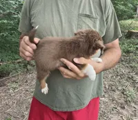 Red Tri M2, a male Australian Shepherd and Miniature Australian Shepherd for sale in Toledo, IL – 3 of 3