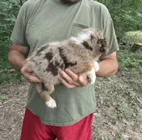 Red Merle M2, a male Australian Shepherd and Miniature Australian Shepherd for sale in Toledo, IL – 2 of 3