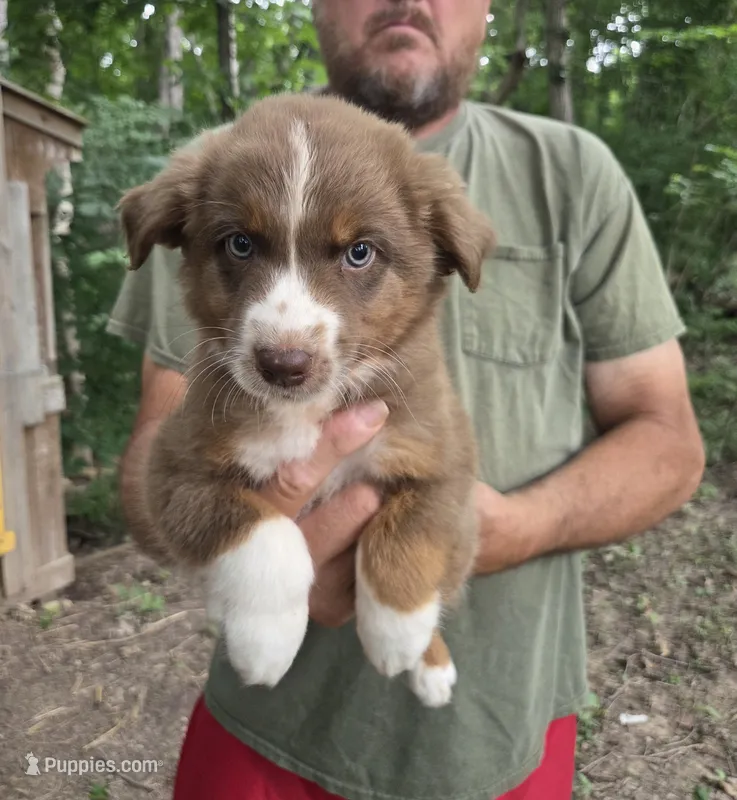 Red Tri M1 – Australian Shepherd, Miniature Australian Shepherd puppy for sale in Toledo, IL