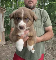 Red Tri M1, a male Australian Shepherd and Miniature Australian Shepherd for sale in Toledo, IL – 1 of 3