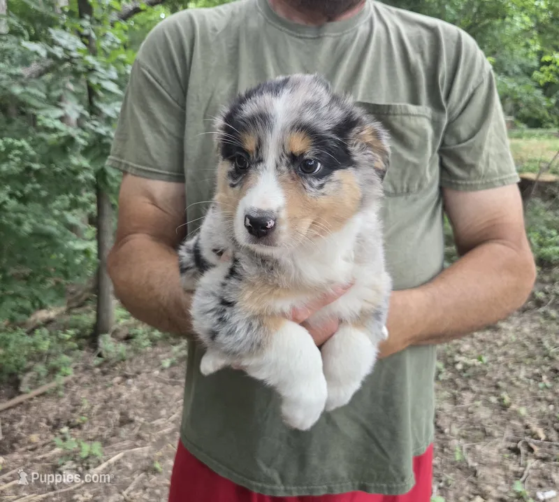 Blue Merle F – Australian Shepherd, Miniature American Shepherd puppy for sale in Toledo, IL
