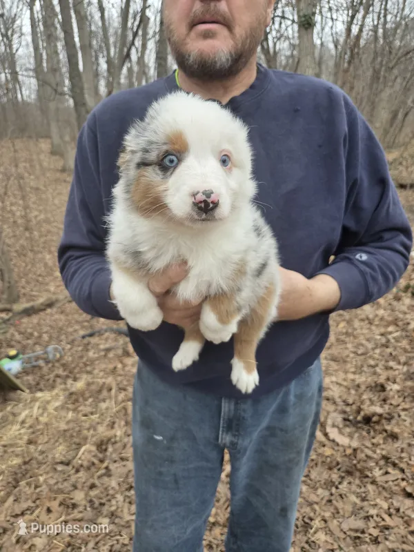 Blue Merle M2