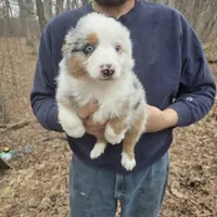 Blue Merle M2, a male Australian Shepherd and Miniature Australian Shepherd for sale in Toledo, IL – Photo 1 of 4