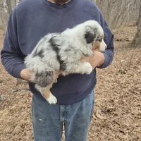 Blue Merle M2, a male Australian Shepherd and Miniature Australian Shepherd for sale in Toledo, IL – Photo 3 of 4