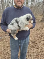 Blue Merle M2, a male Australian Shepherd and Miniature Australian Shepherd for sale in Toledo, IL – Photo 3 of 4