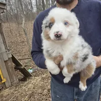 Blue Merle M2, a male Australian Shepherd and Miniature Australian Shepherd for sale in Toledo, IL – Photo 2 of 4