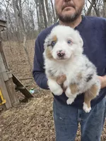 Blue Merle M2, a male Australian Shepherd and Miniature Australian Shepherd for sale in Toledo, IL – Photo 2 of 4