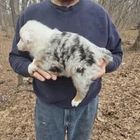 Blue Merle M2, a male Australian Shepherd and Miniature Australian Shepherd for sale in Toledo, IL – Photo 4 of 4