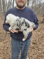 Blue Merle M2, a male Australian Shepherd and Miniature Australian Shepherd for sale in Toledo, IL – Photo 4 of 4
