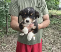 Black Tri F3, a female Australian Shepherd and Miniature American Shepherd for sale in Toledo, IL – 1 of 3