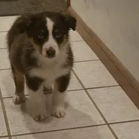 Red Tri Female, a female Australian Shepherd for sale in Toledo, IL – Photo 1 of 5