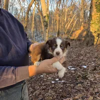 Red Tri Female, a female Australian Shepherd for sale in Toledo, IL – Photo 4 of 5