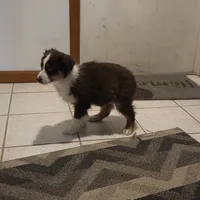 Red Tri Female, a female Australian Shepherd for sale in Toledo, IL – Photo 2 of 5