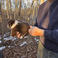 Red Tri Female, a female Australian Shepherd for sale in Toledo, IL – Photo 5 of 5