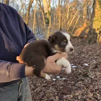 Red Tri Female, a female Australian Shepherd for sale in Toledo, IL – Photo 3 of 5