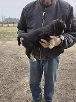 Black Tri F, a female Australian Shepherd for sale in Toledo, IL – Photo 2 of 3