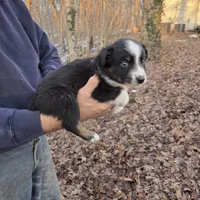 Black Tri M1, a male Australian Shepherd for sale in Toledo, IL – Photo 6 of 7