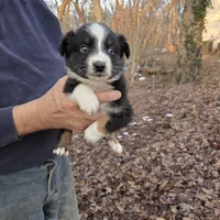 Black Tri M1, a male Australian Shepherd for sale in Toledo, IL – Photo 5 of 7