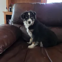 Black Tri M1, a male Australian Shepherd for sale in Toledo, IL – Photo 2 of 7