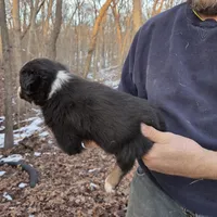 Black Tri M1, a male Australian Shepherd for sale in Toledo, IL – Photo 7 of 7