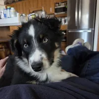 Black Tri M1, a male Australian Shepherd for sale in Toledo, IL – Photo 1 of 7