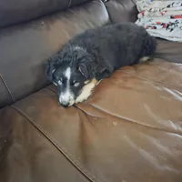 Black Tri M1, a male Australian Shepherd for sale in Toledo, IL – Photo 3 of 7