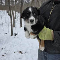 Black Tri M1, a male Australian Shepherd for sale in Toledo, IL – Photo 4 of 7