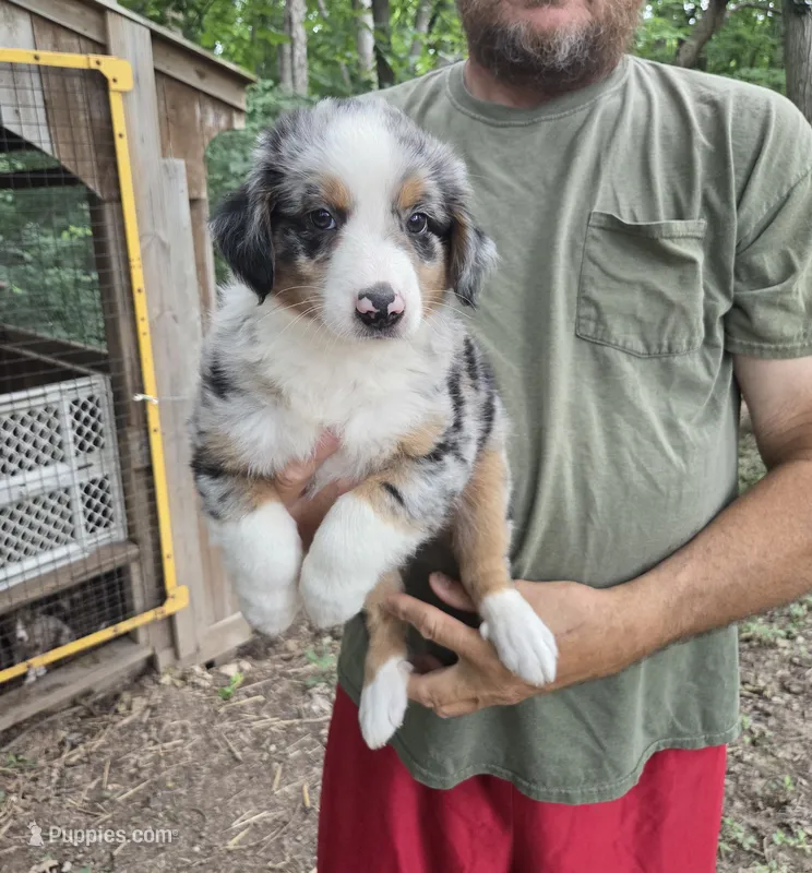 Blue Merle M – Australian Shepherd, Miniature American Shepherd puppy for sale in Toledo, IL